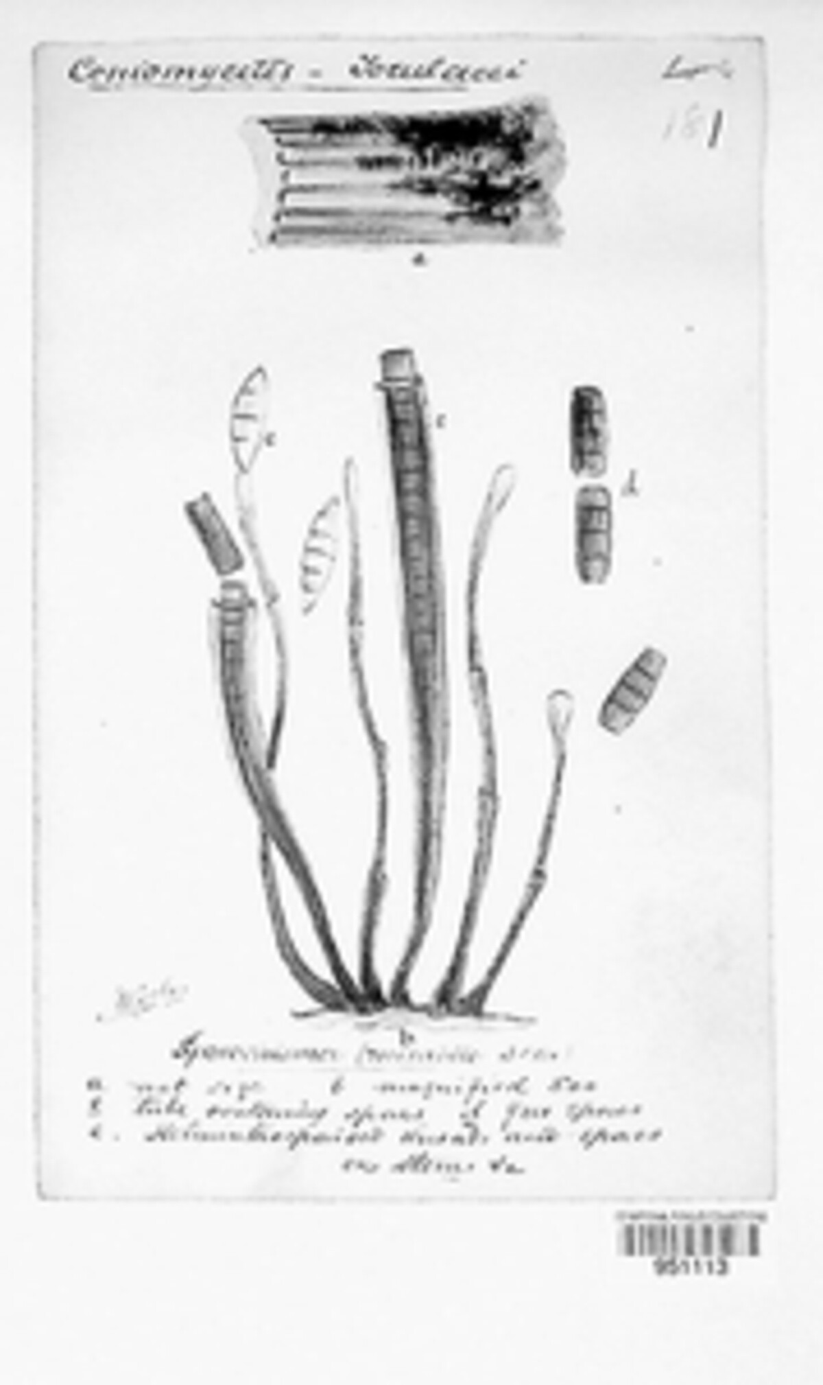 Melanochaeta image